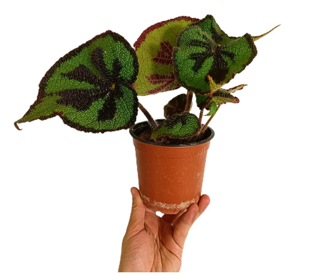 Miniatura 1